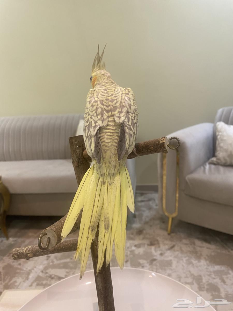 كروان اليف جدا64401244405890111