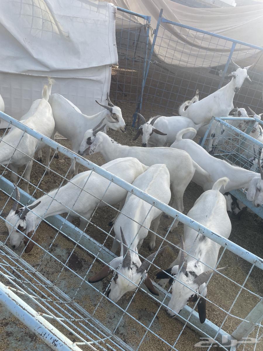 تيوس للبيع64400521451267111