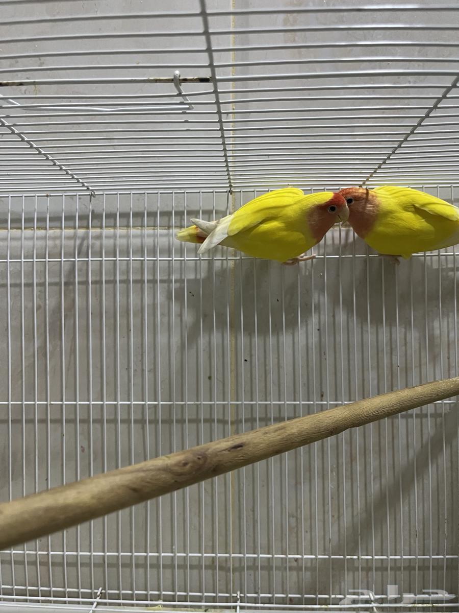 A pair of Rosy and a pair of Java birds64399216452354112