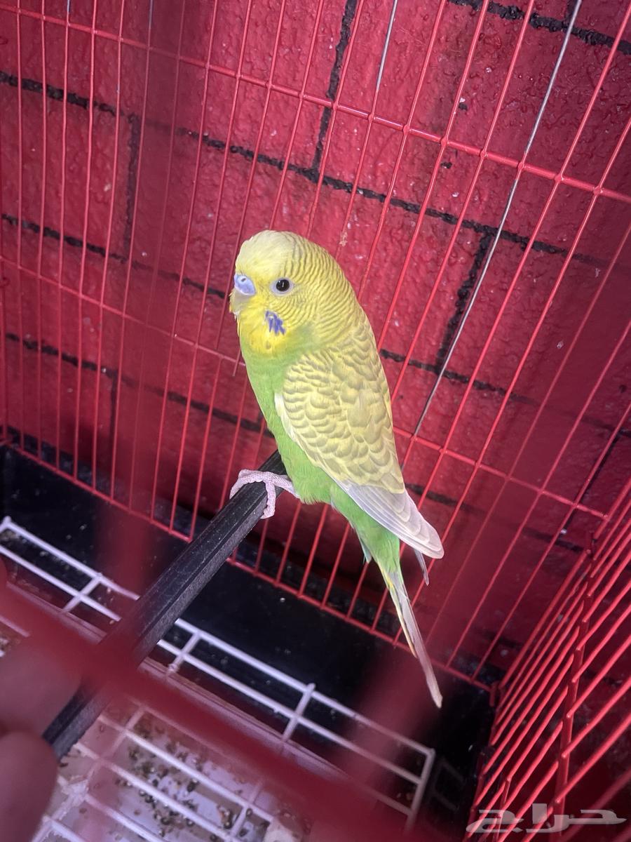 طيور بادجي للبيع64396547565314111