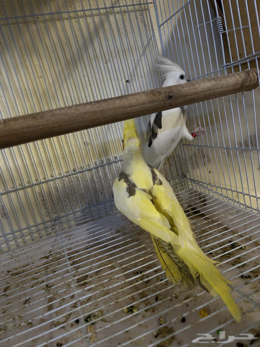 للبيع جوز كروان هفي بايد64400079057922113