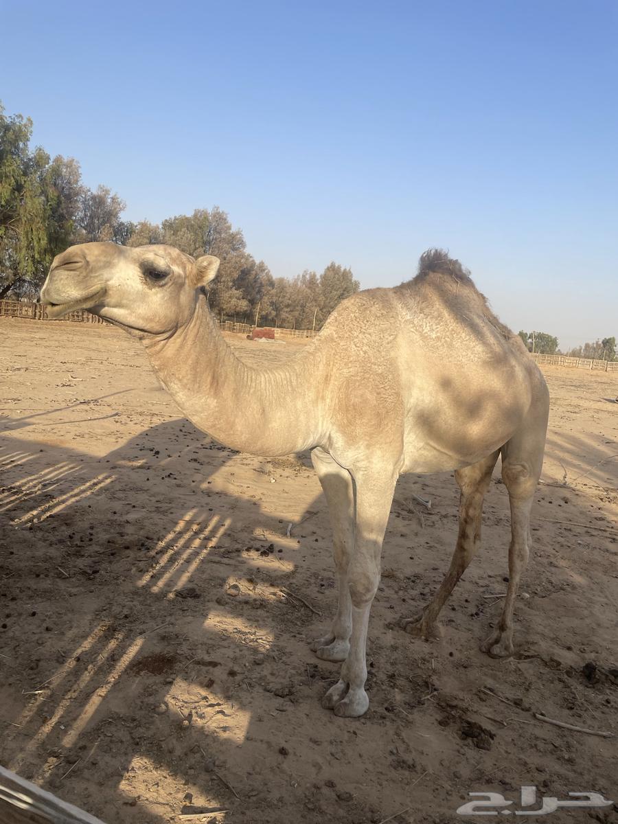 للبيع قعود - حد ب 7500ريال64400841557505110