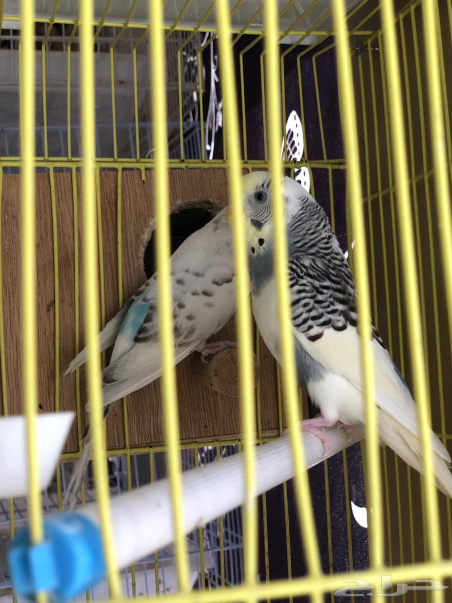 طيور بادجي ازواج64394220530305111