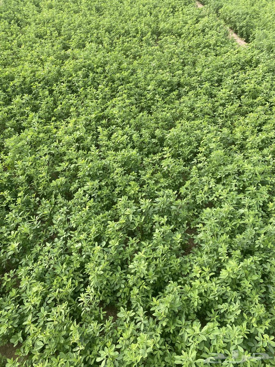 برسيم نظيف للبيع64399341064067110