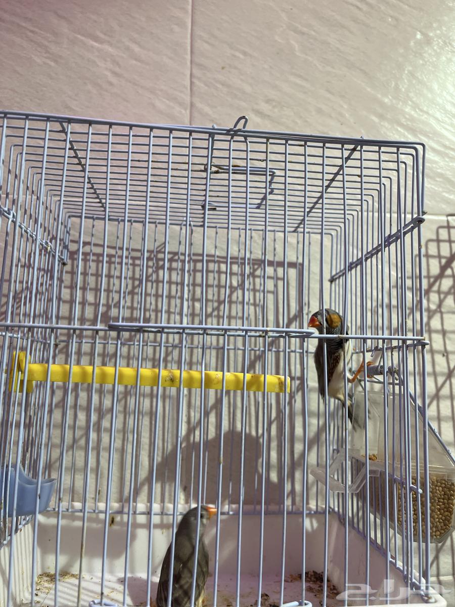 للبيع جوز زيبرا64397033375106112