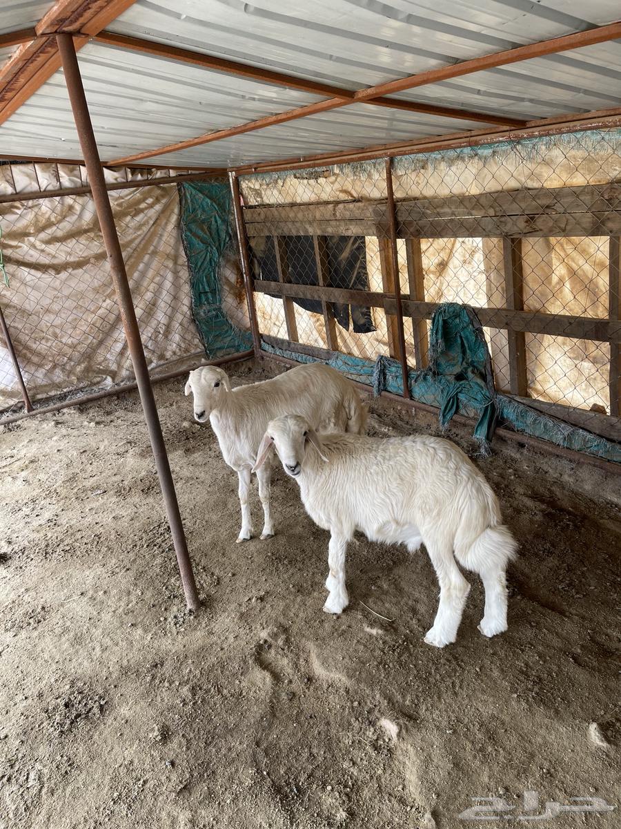 خرفان للبيع64396323706754111