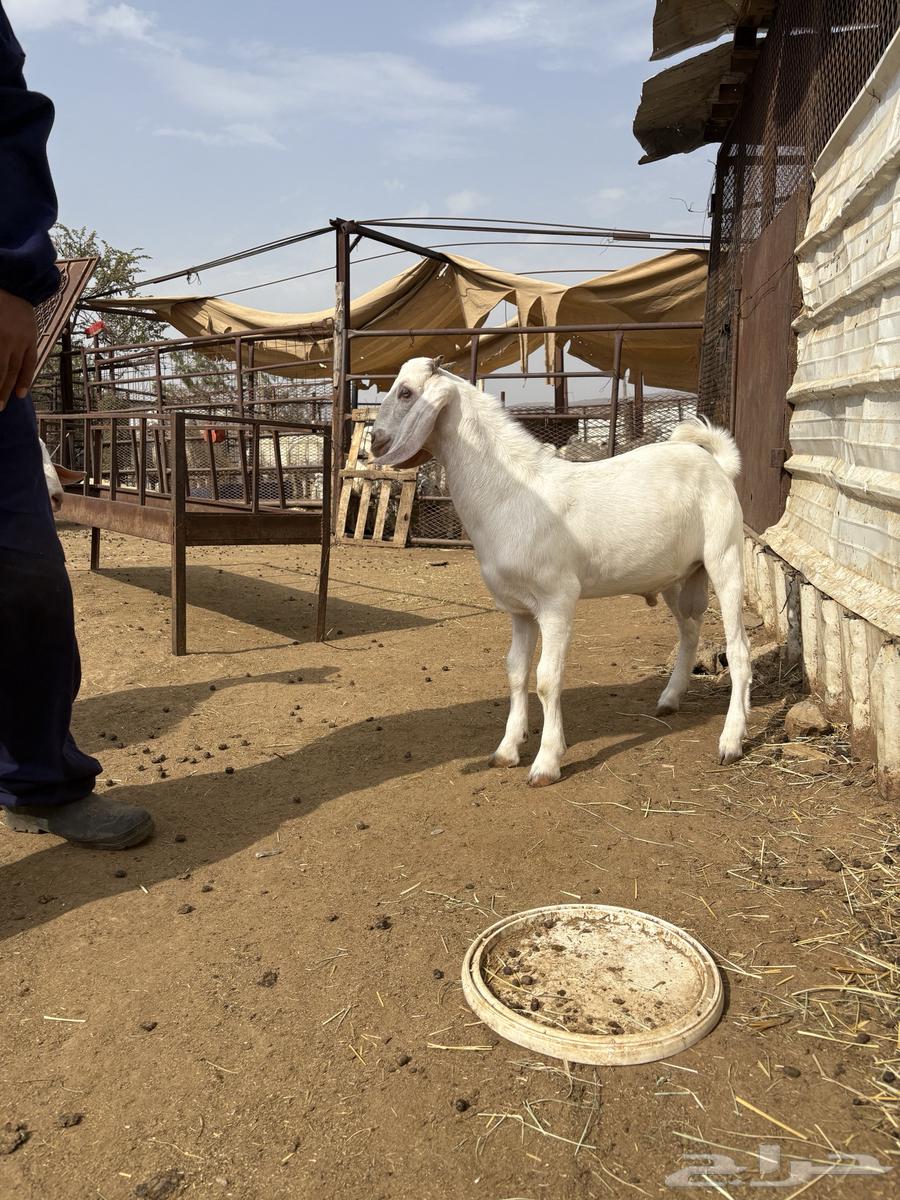 تيوس للبيع64392635269891114