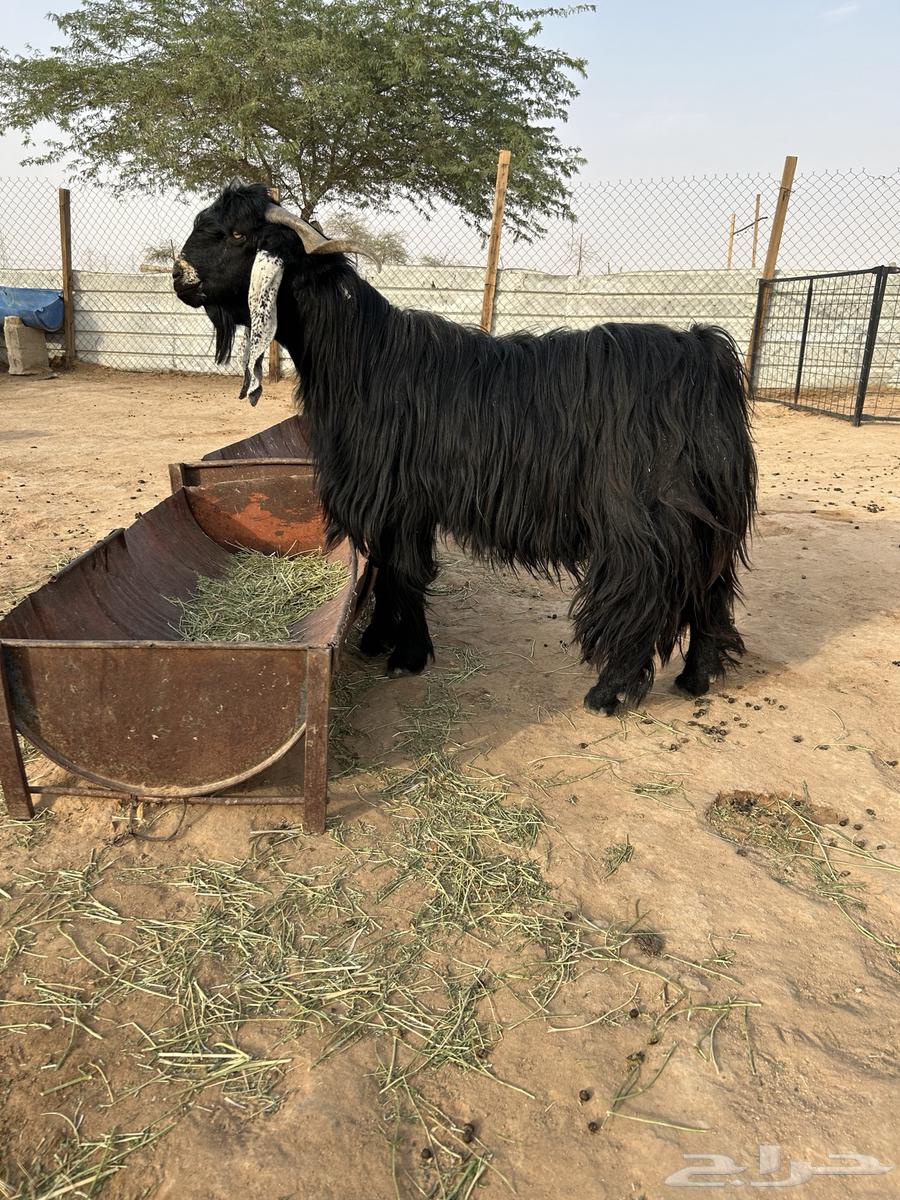 للبع فحل عارضي64400384299777110