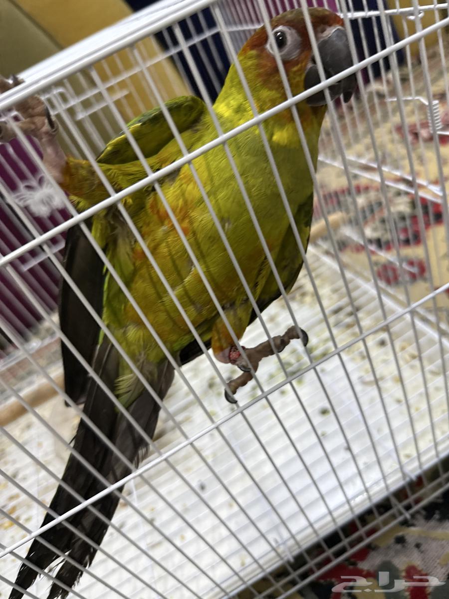 بغبغاء64392662400130112