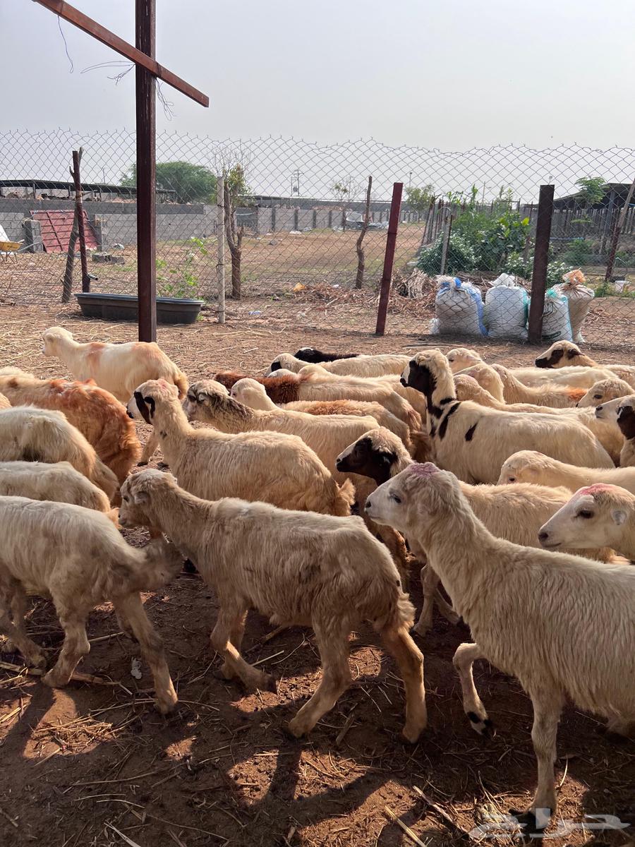 رخال رفيدي من 43064396602884738113