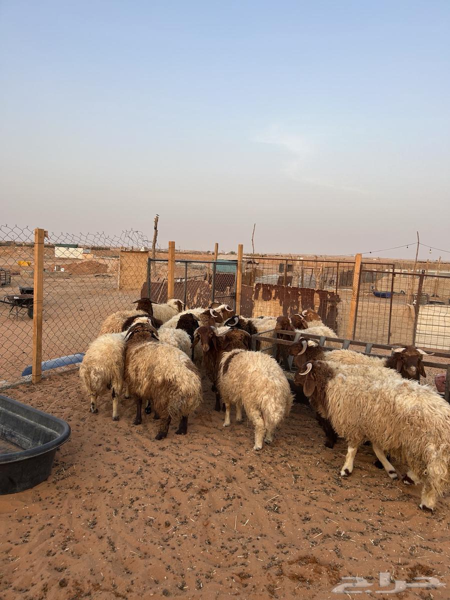 خرفان نعيم64398103460738112