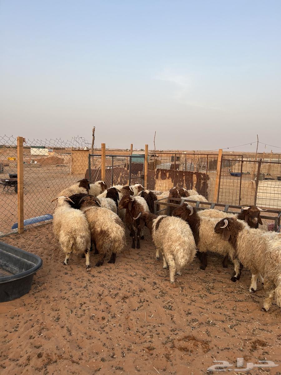 خرفان نعيم64398103460738111