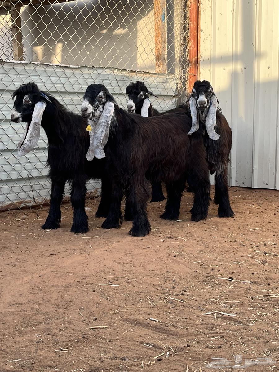 4 goats for sale projects64399382821633110