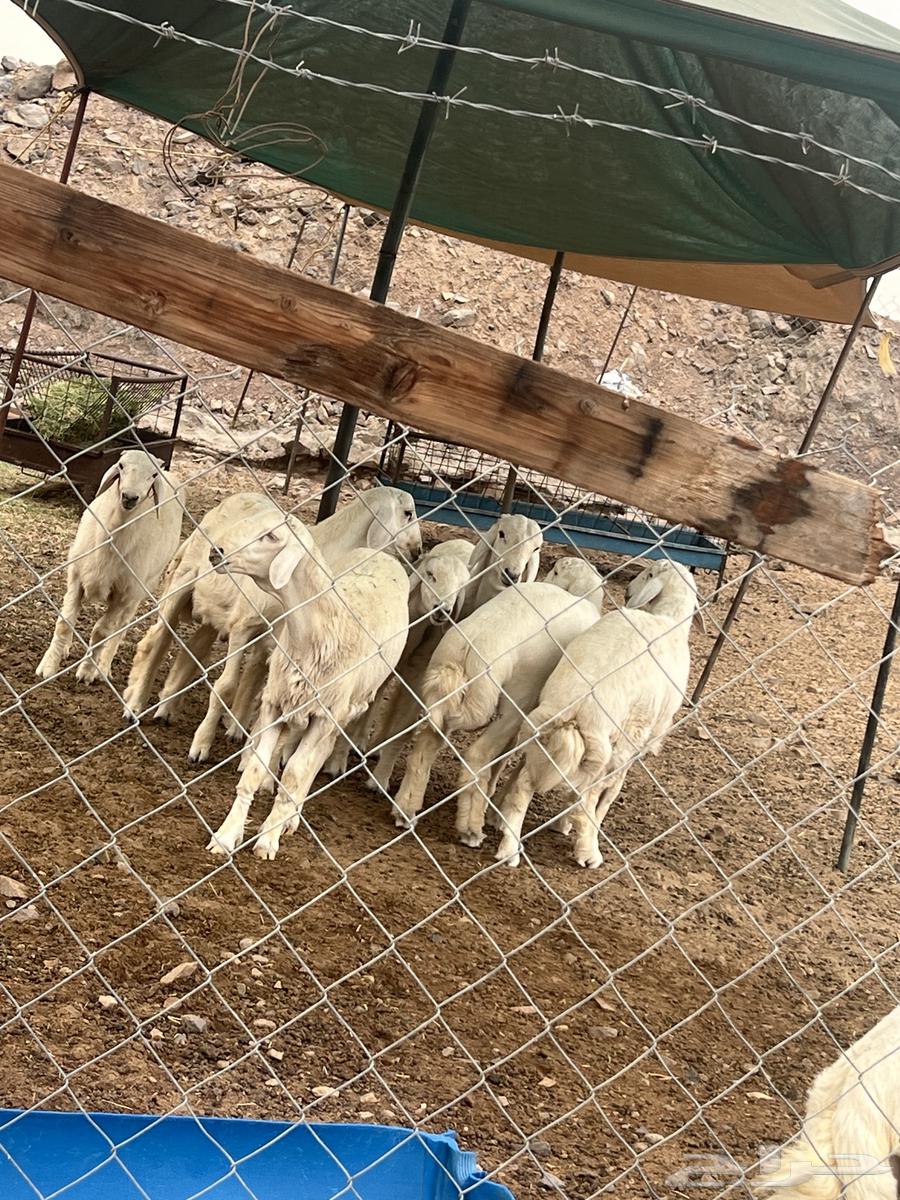 خروف حري 7 شهور64394164783619110