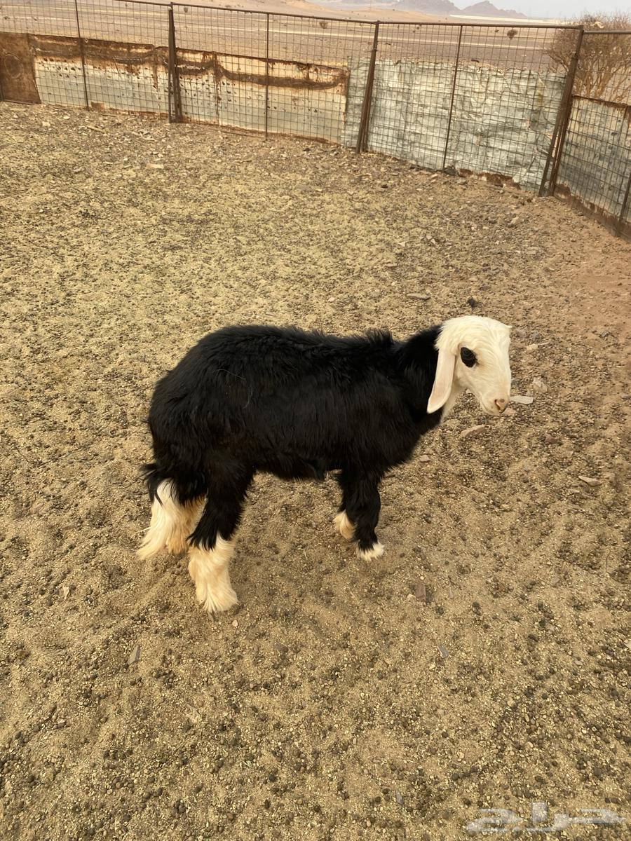 Hello64392937085185111