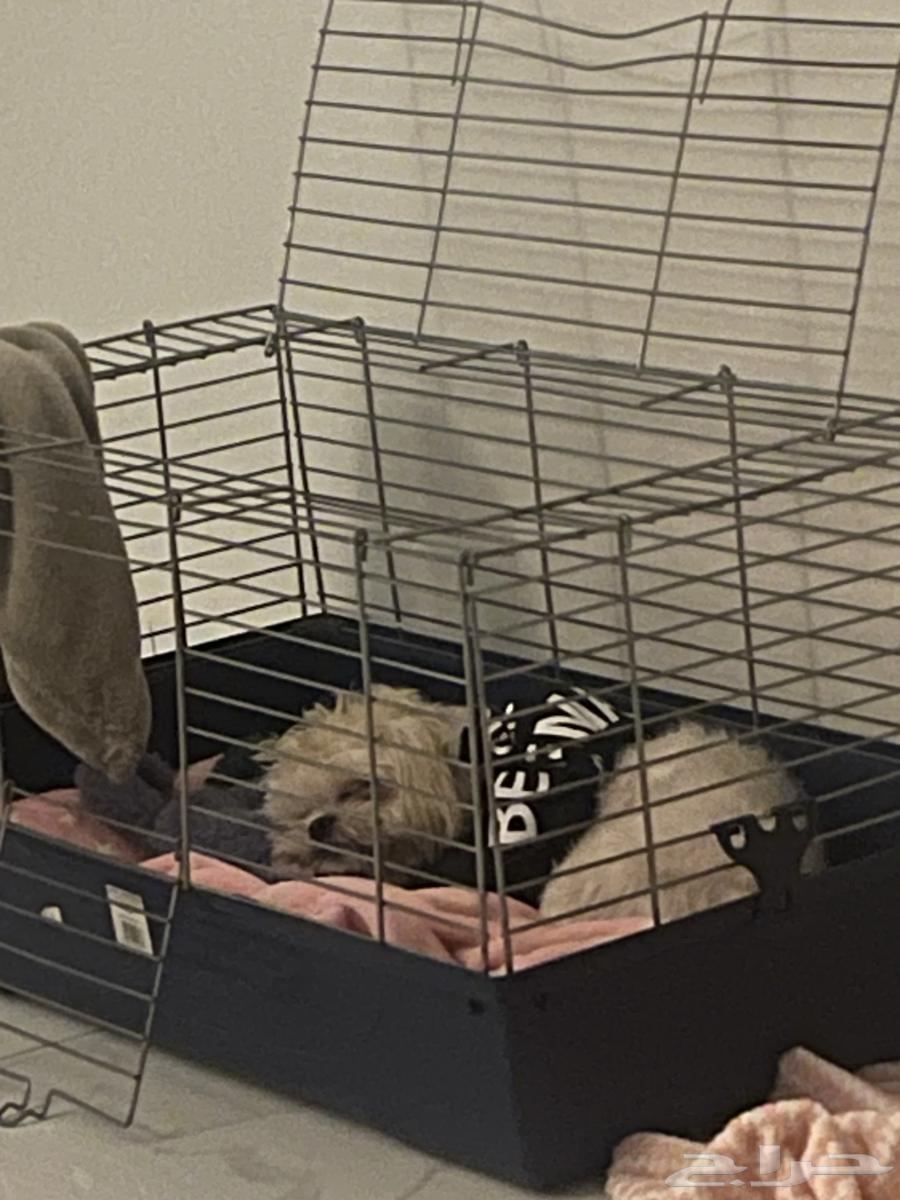 كلب اليف انثى للبيع64398368096131112