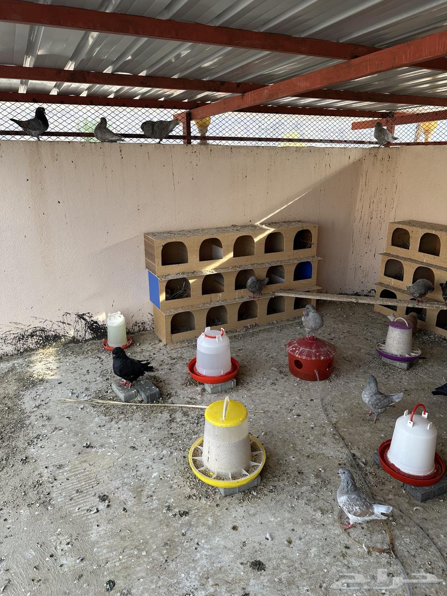 بيوت حمام تفصيل خشب64398673065473111