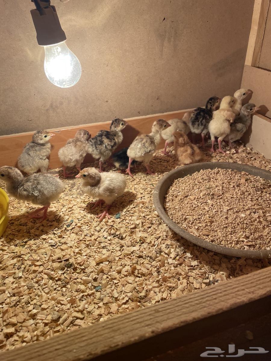 صوص رومي64396783134721111