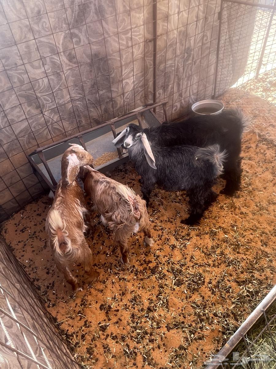 للبيع تيوس وجفرتين64400079032578112