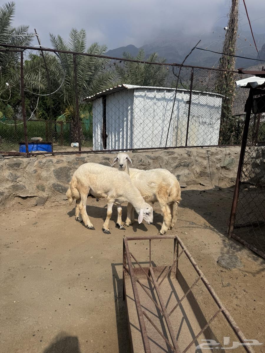 خرفان جذعان مولده عندي باقي على الحليب وسليمه وفل شحم64395839823491110