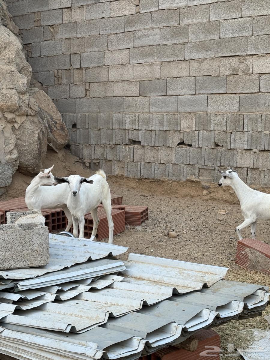 Jafar Baladi64393777103617111