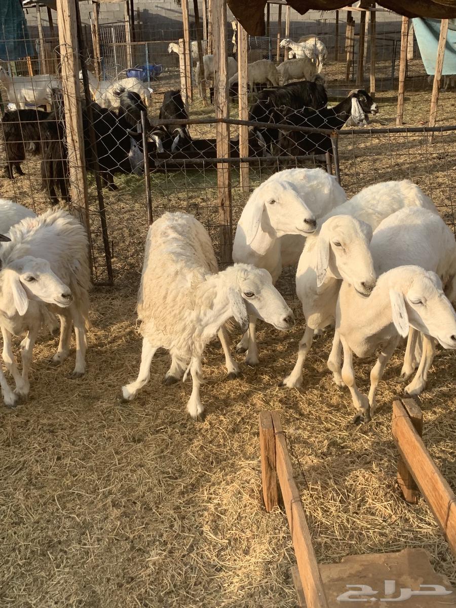 غنم مقاني64396323673985112