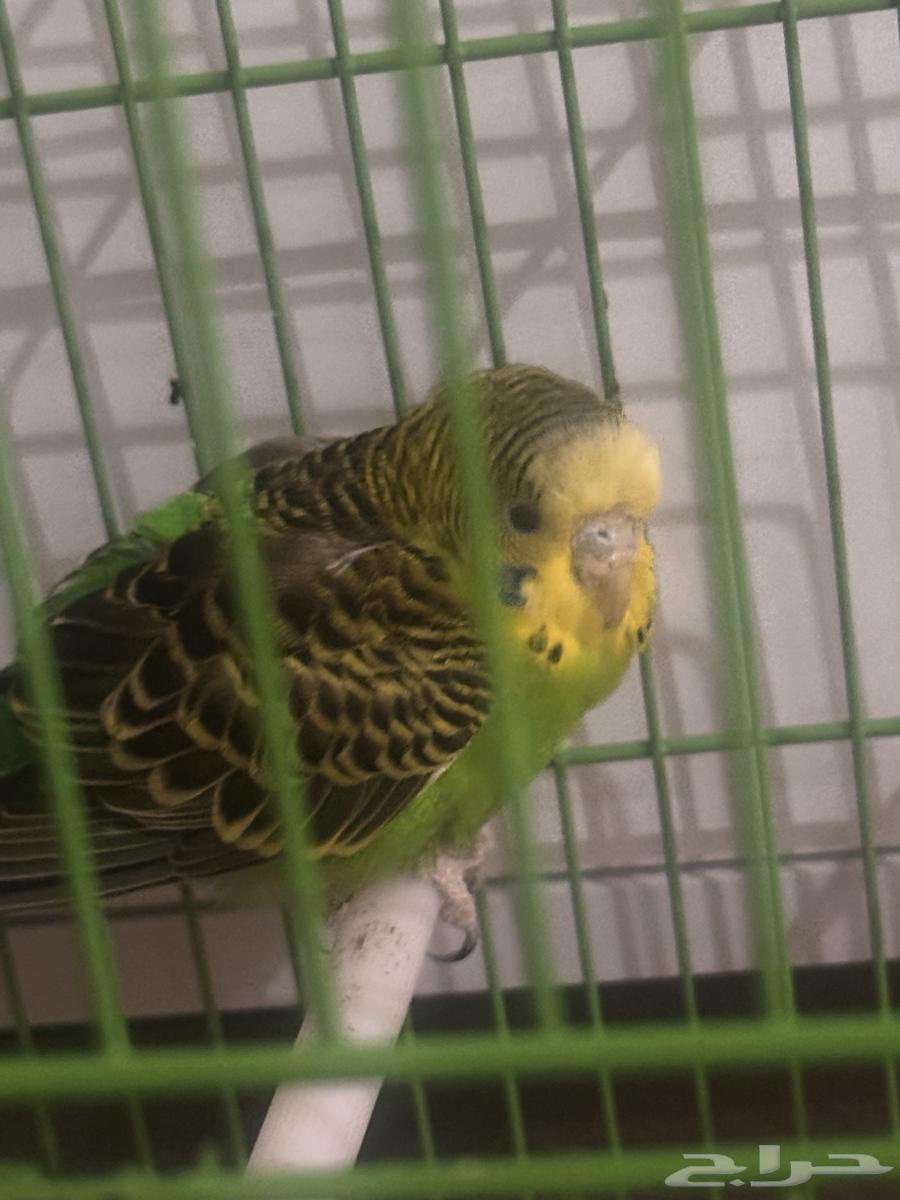 طير للبيع64400730609539111