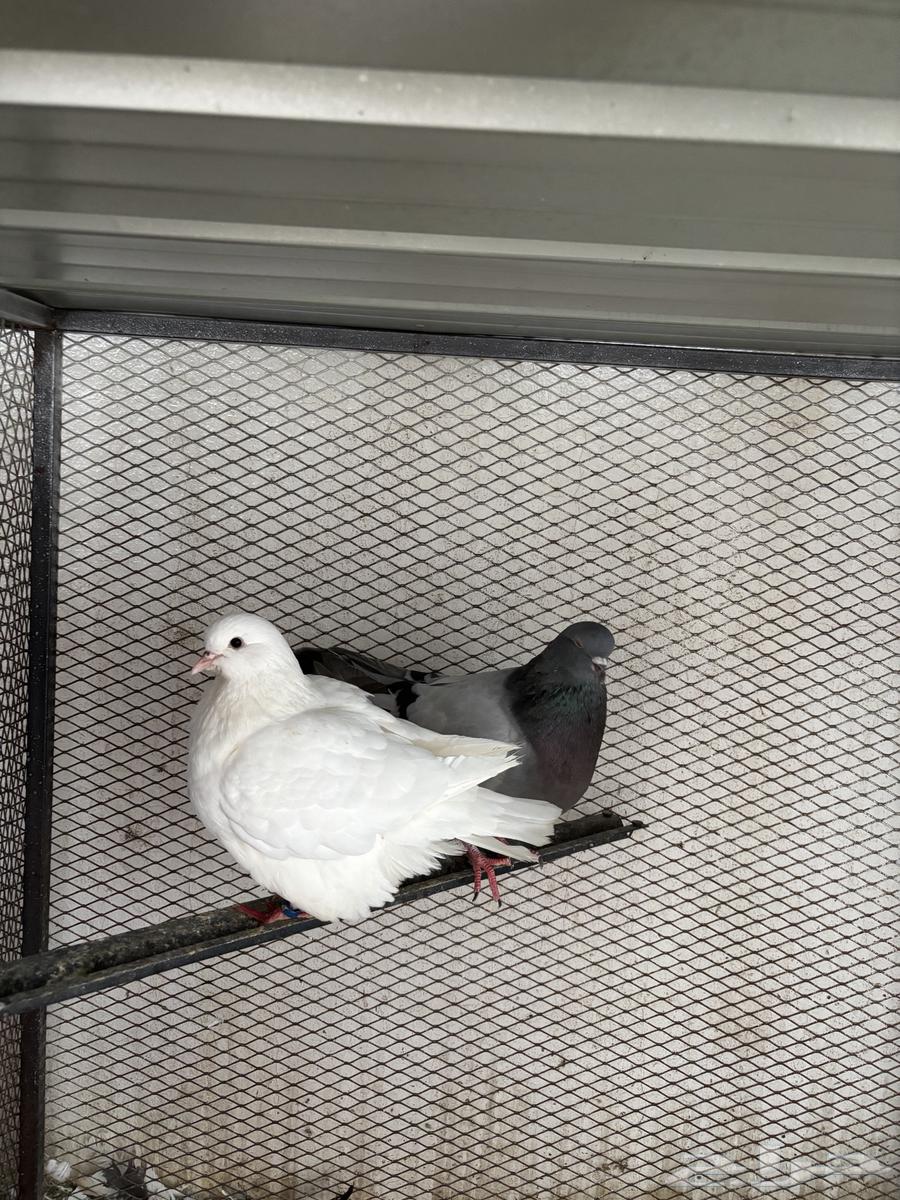 Carpet Pair64398200907777111