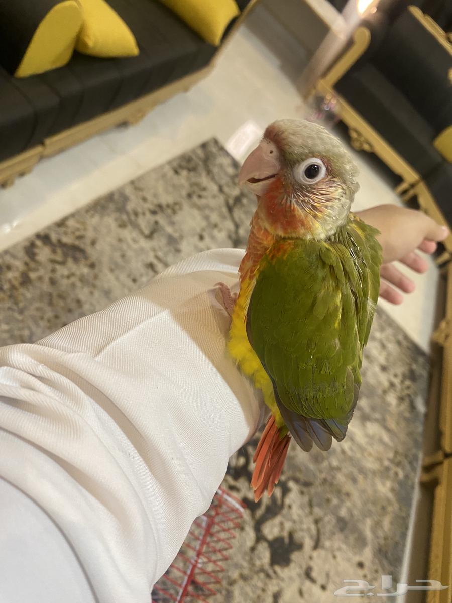 Farkh Kinyor return factor64400453148163111