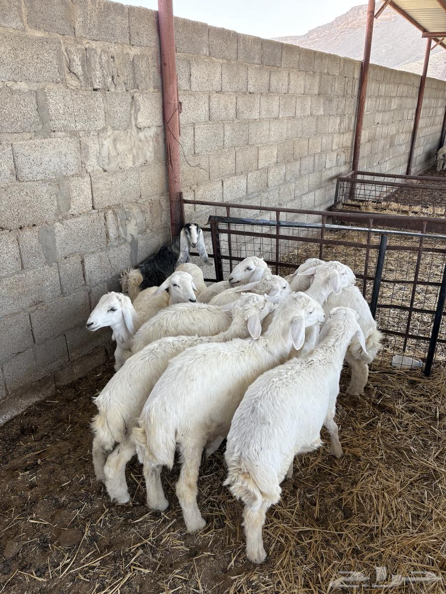 حريات للبيع64399926353153111