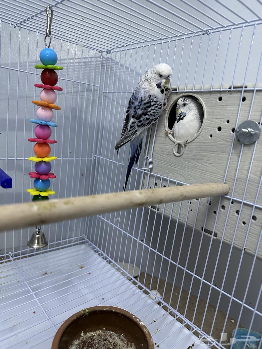 جوز بادجي هولندي64393970801794112