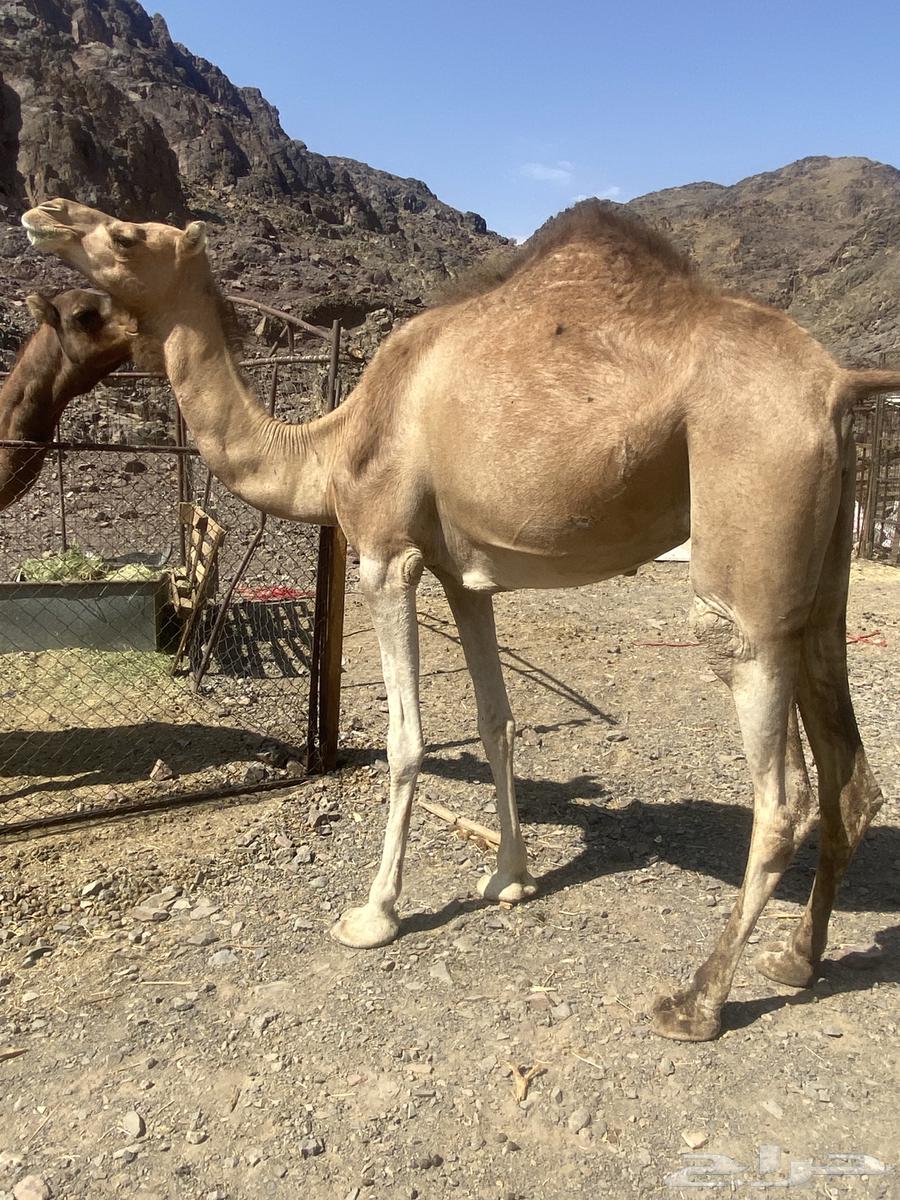 بكره لقحه للبيع64390305597314113