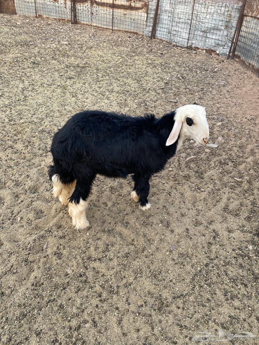 Hello64392937085185110