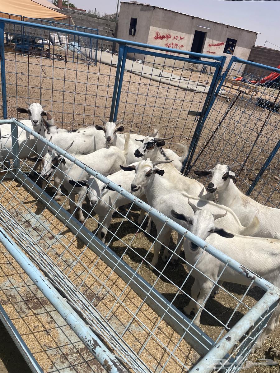 تيوس للبيع64400521451267110