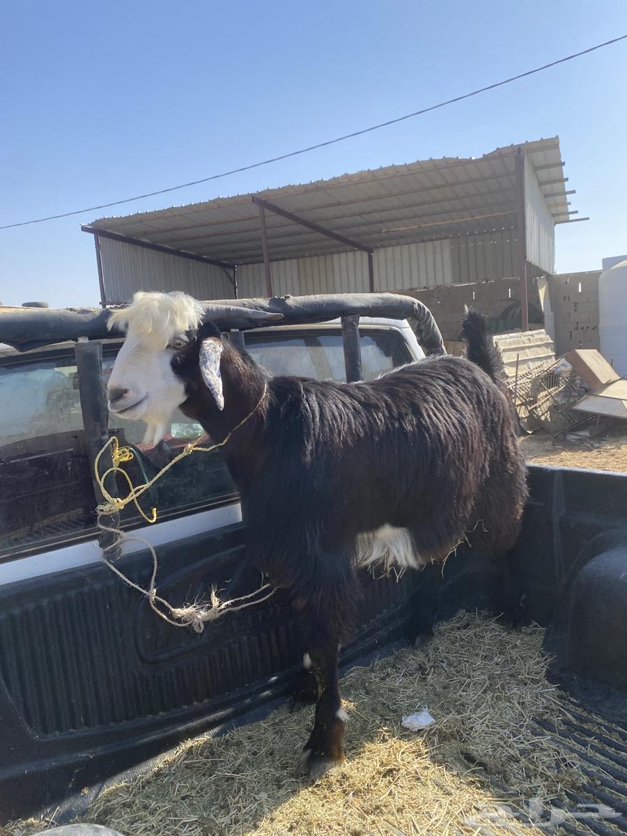 تيس للبيع64392813638401111