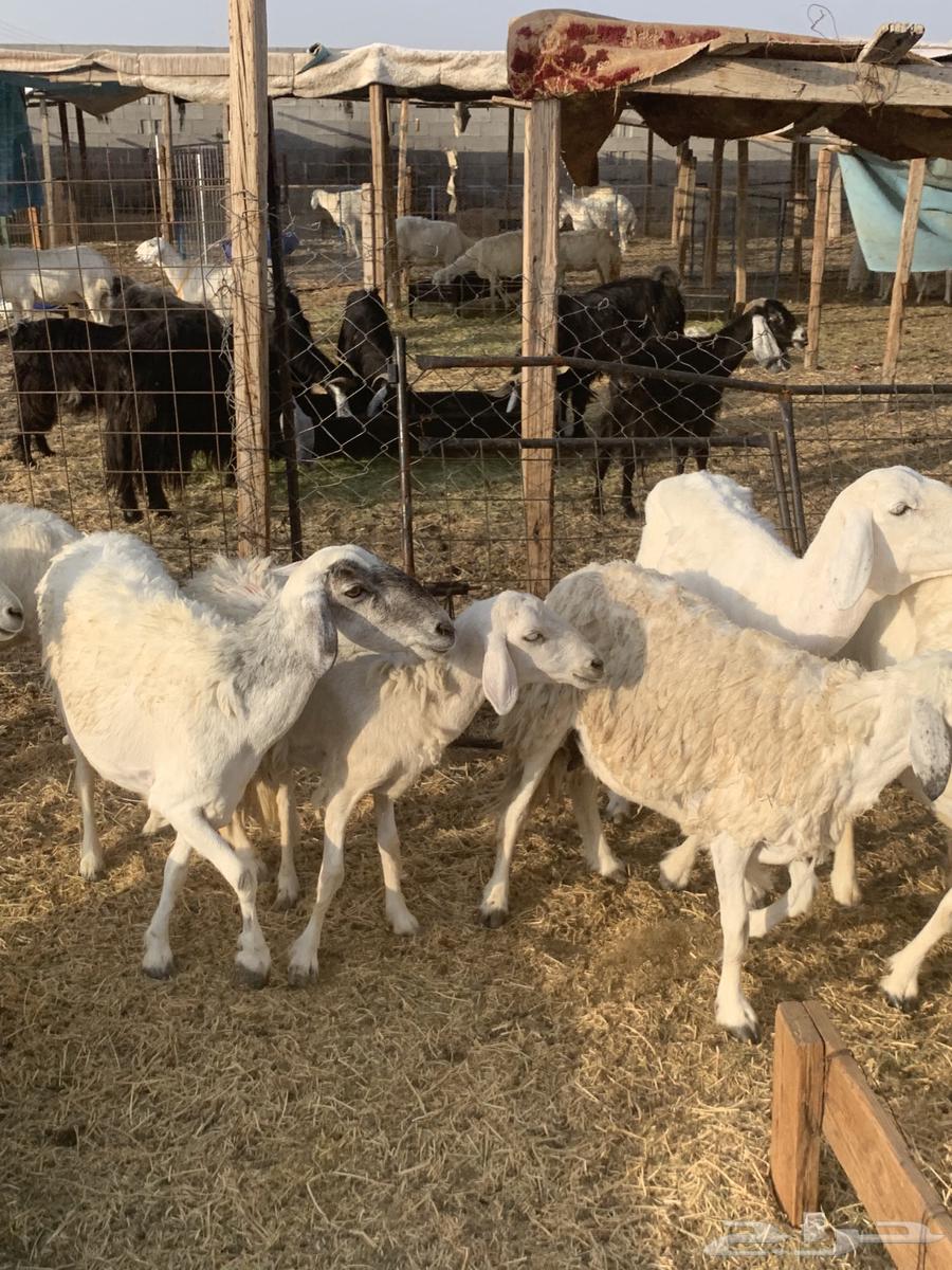 غنم مقاني64396323673985111