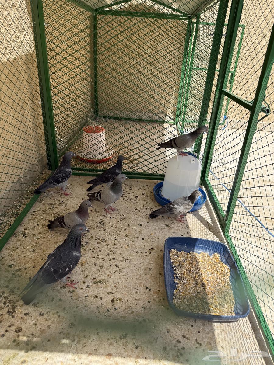 حمام سوادي - مرحان - بري64396589214595110