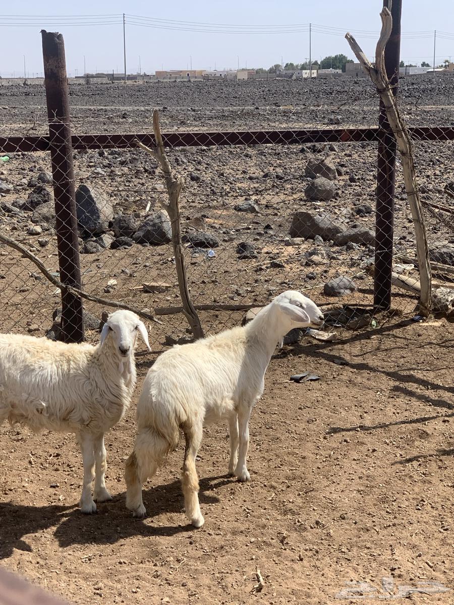 رخال للبيع64385160951298110