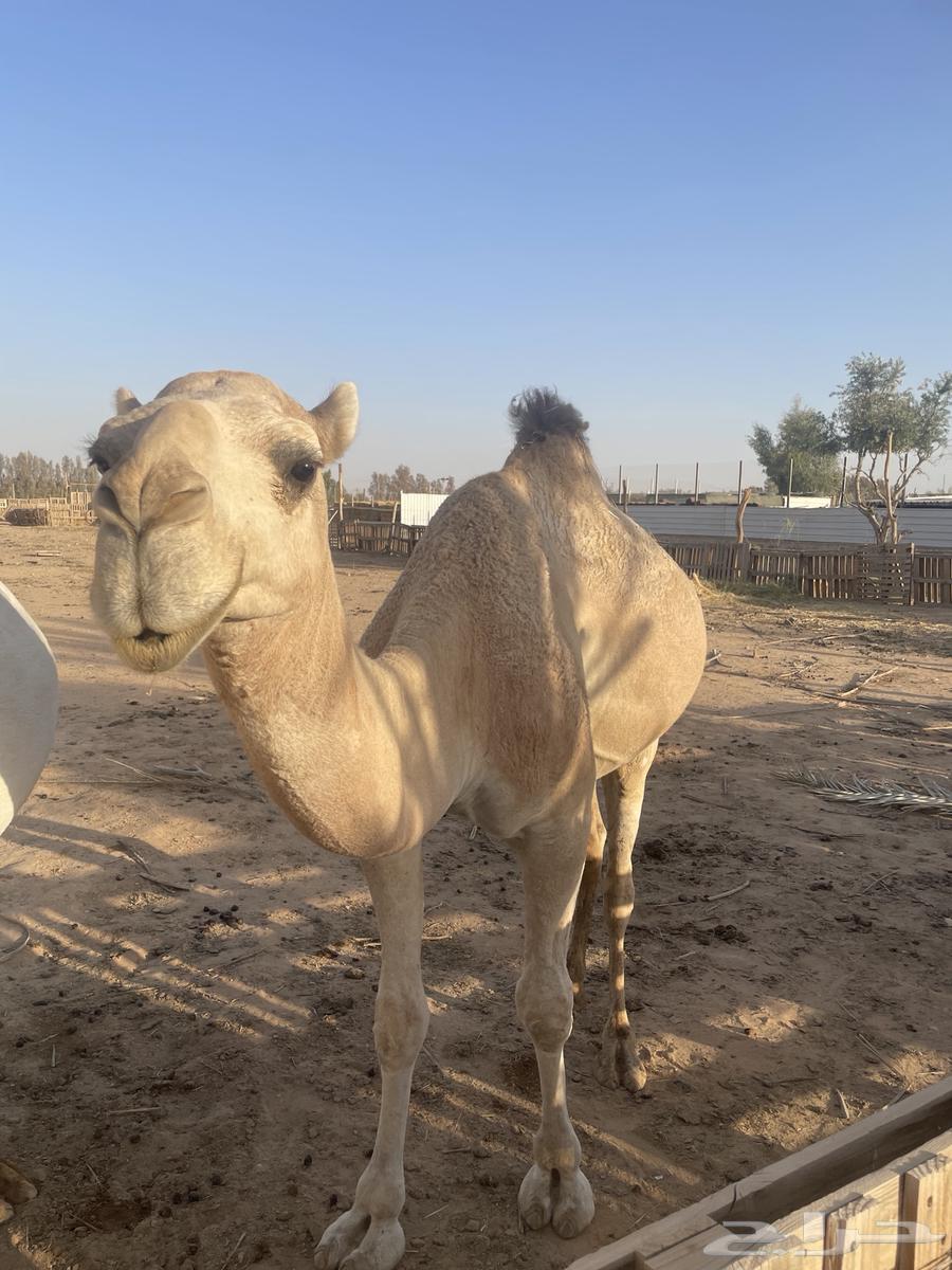 للبيع قعود - حد ب 7500ريال64400841557505112