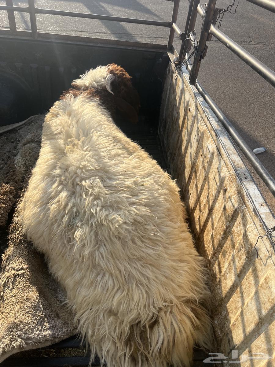 للبيع خروف نعيمي العمر7شهور شرط سليم64400772089859111