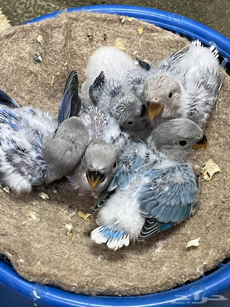 للبيع فروخ روز لمحبين الهدد والولافه64396143149825110