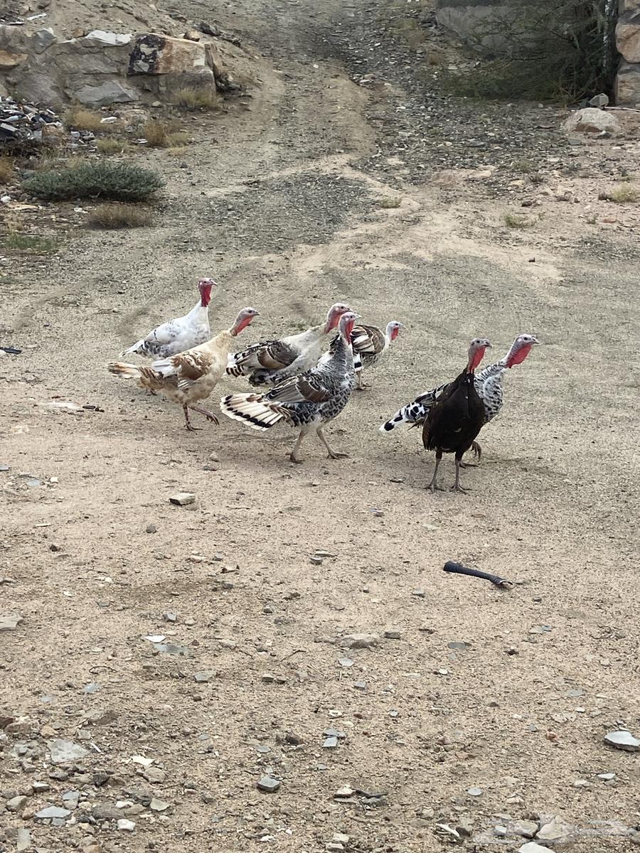 دجاج رومي اناث فراشه الا وحده سودى ووحده كريمي64398617323906111