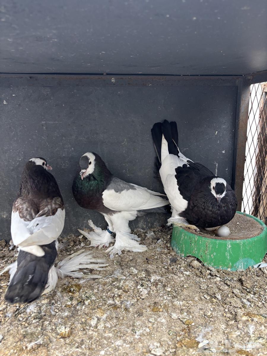 نفاخ مسوبع64397783267203110