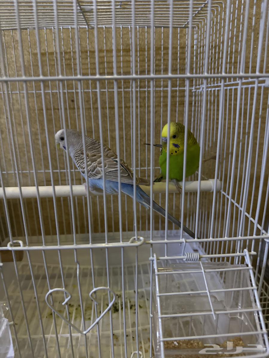 طيور بادجي ذكر وانثى زوج64394371999491110