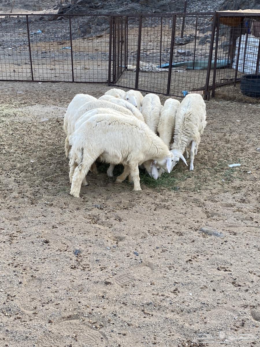 للبيع طليان نظاف وسمان64382376566529110