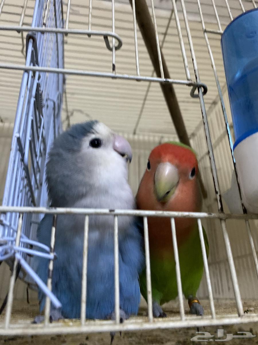 I present to you a rose pair, a talking and dancing condition product64401285923201113