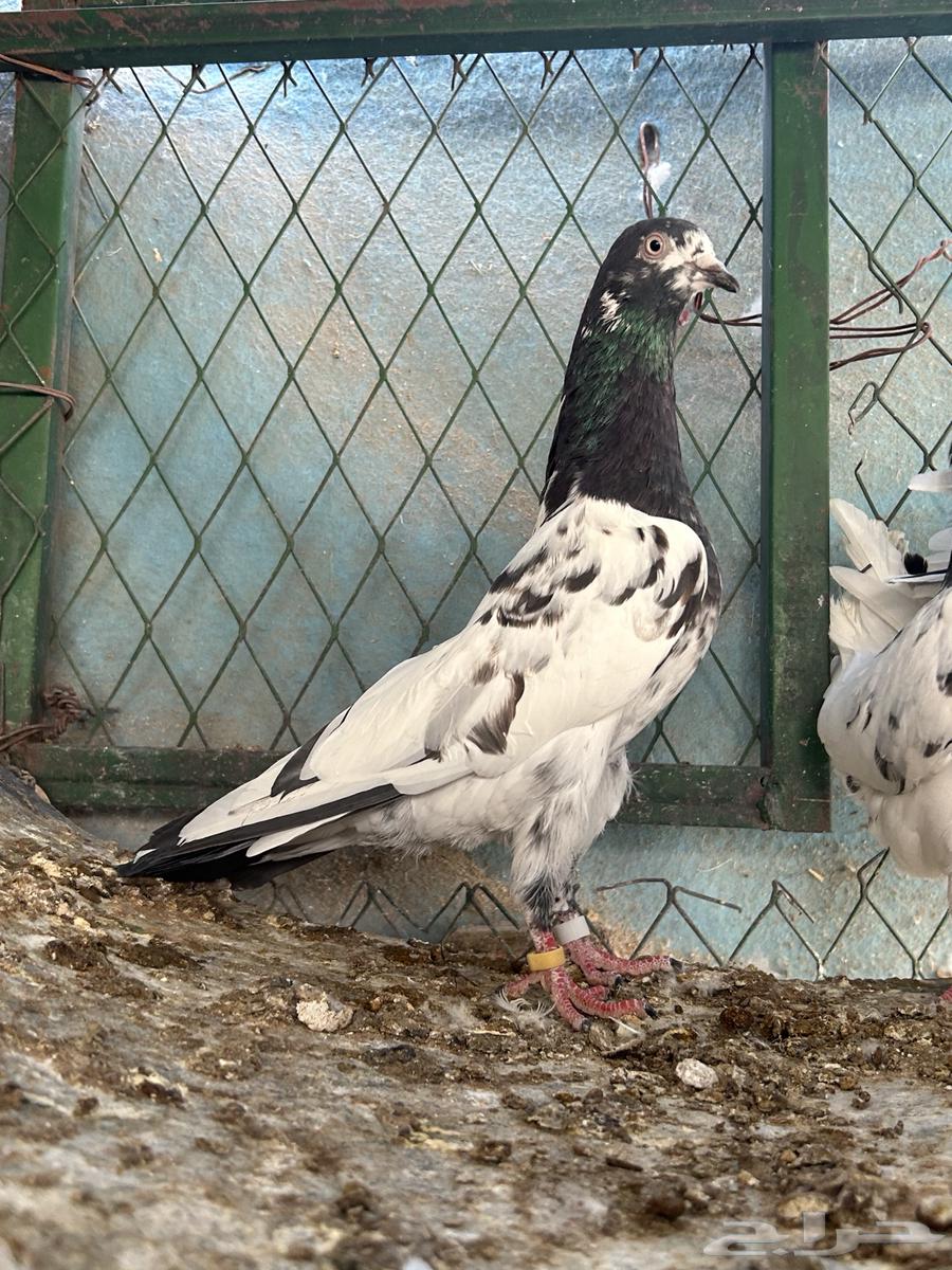 للبيع أجواز حمام باكستاني تيدي فواخر64396379670145110