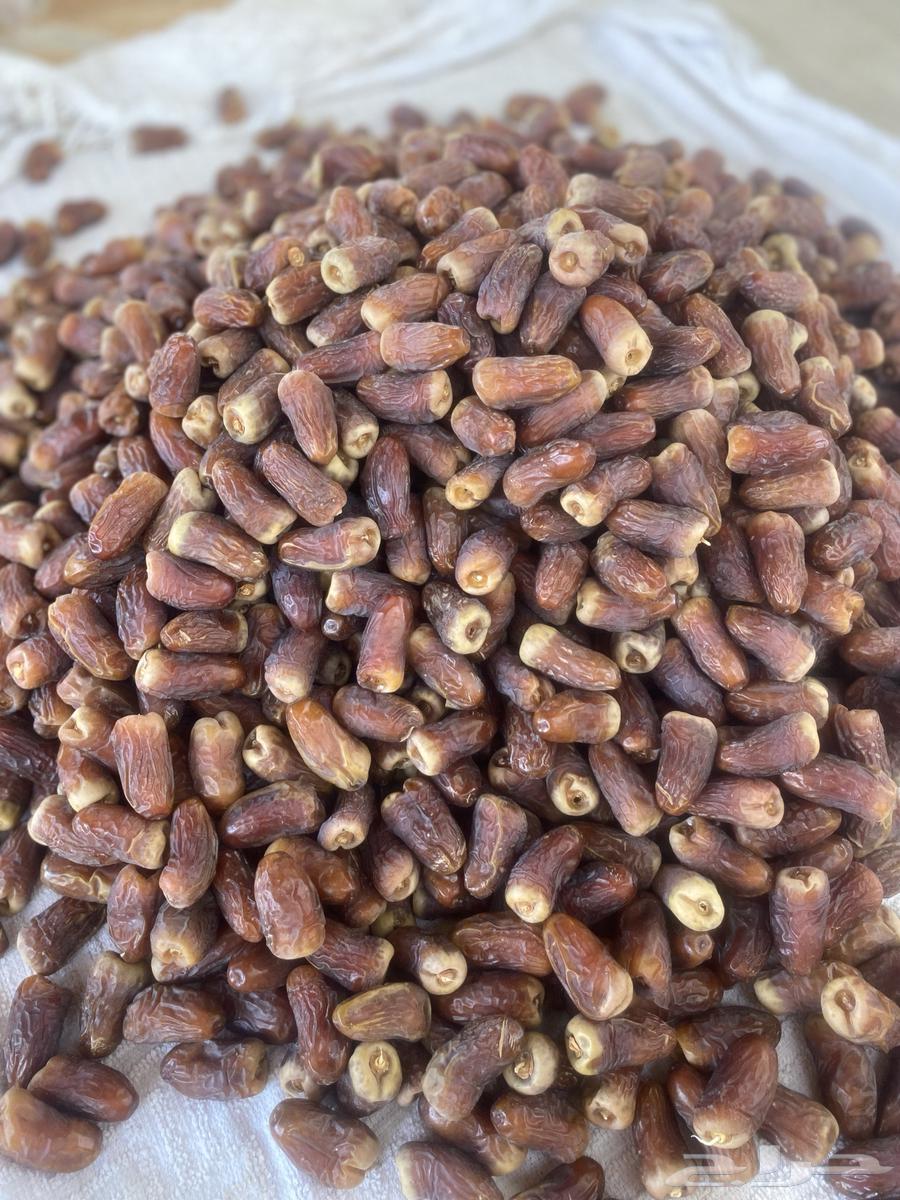 برني العيص64395545562498112