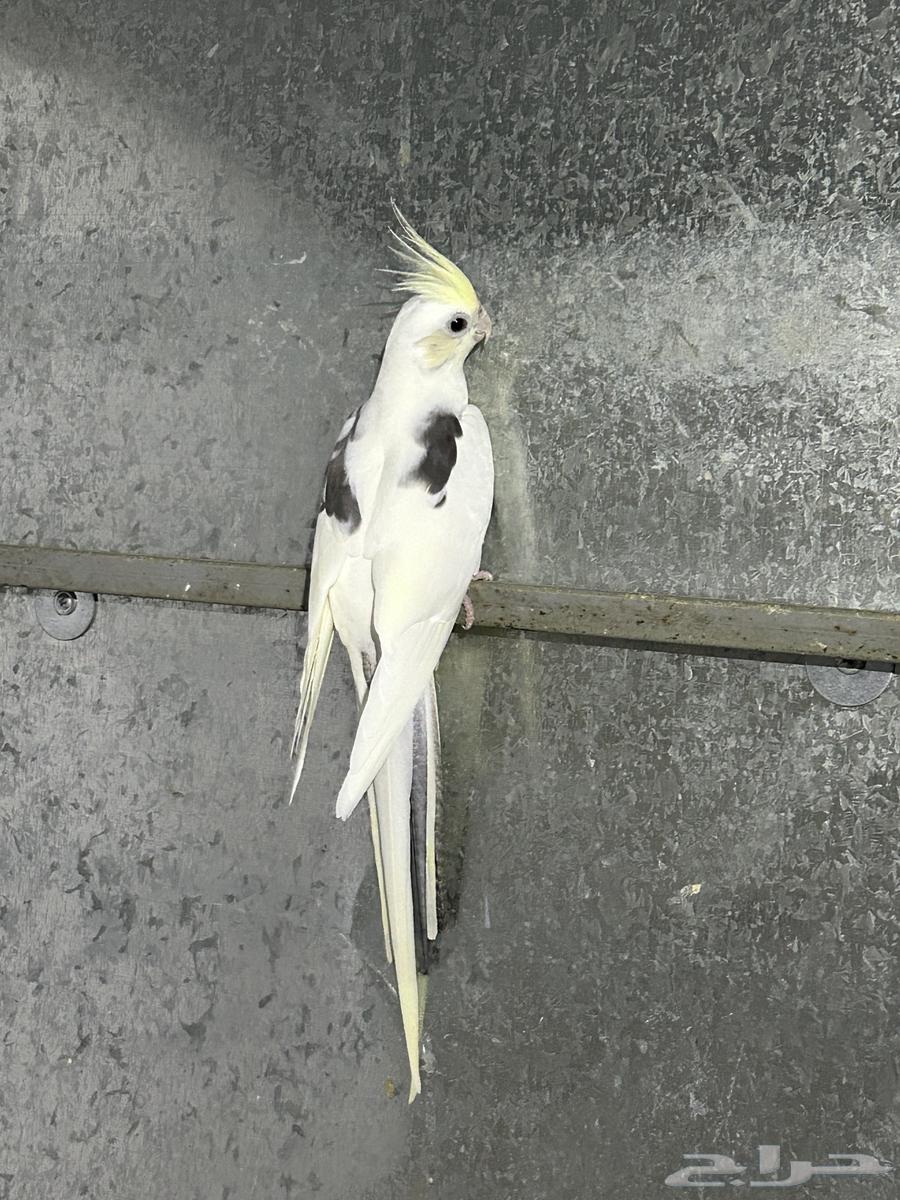 انثى كوكتيل هافي بايد كريمي فيس محلله64400425570691113