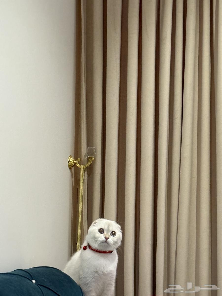 سكوتش تربل فلود فاخر للبيع64397242203139111